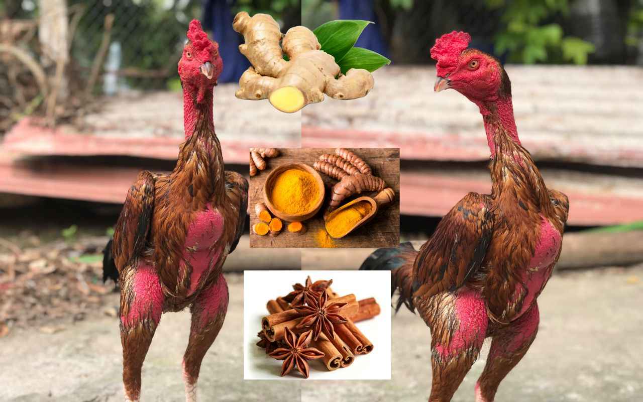 bai-thuoc-om-bo-ga-choi.jpg