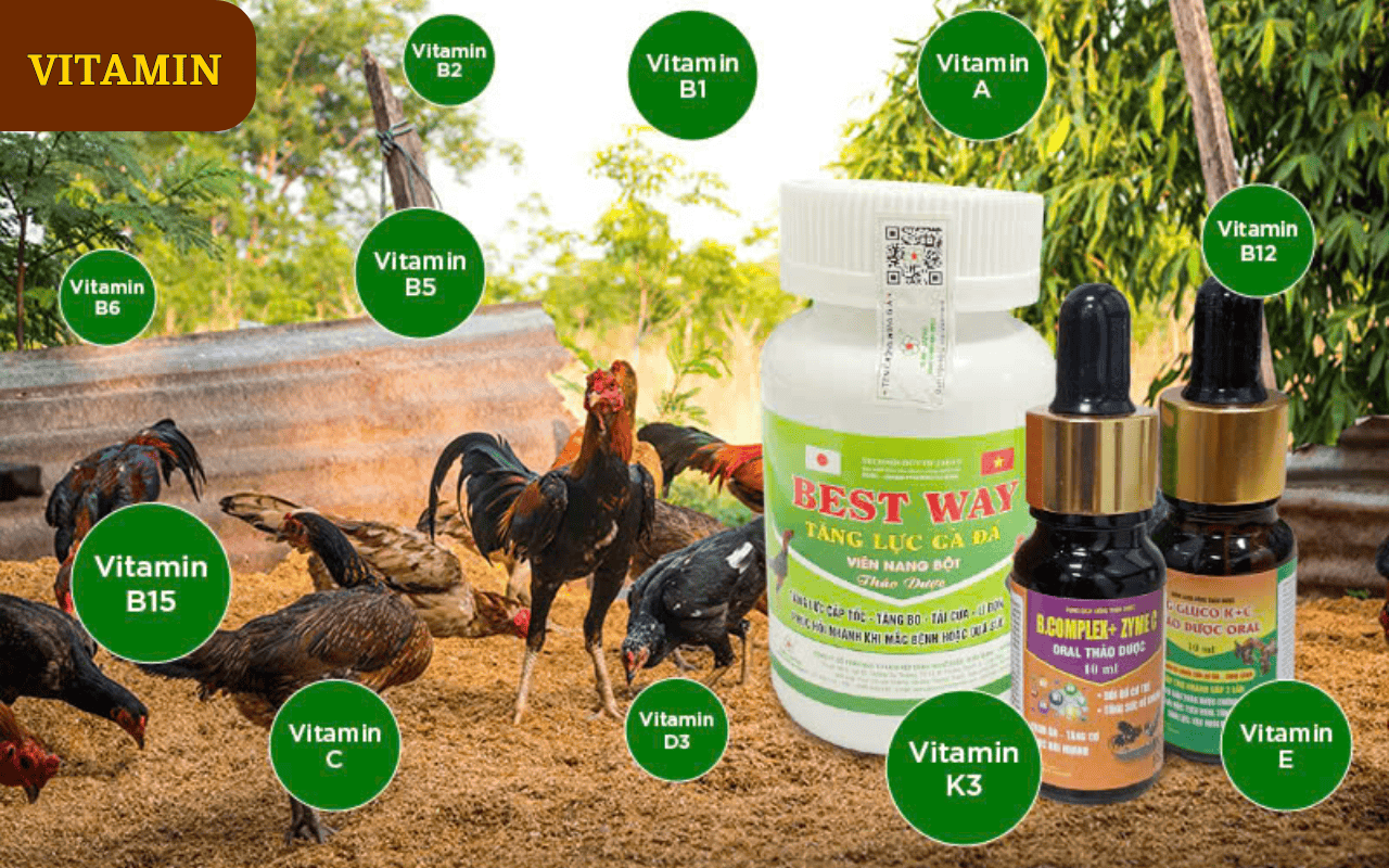 cac-vitamin-tong-hop-can-thiet-cho-ga-da.png