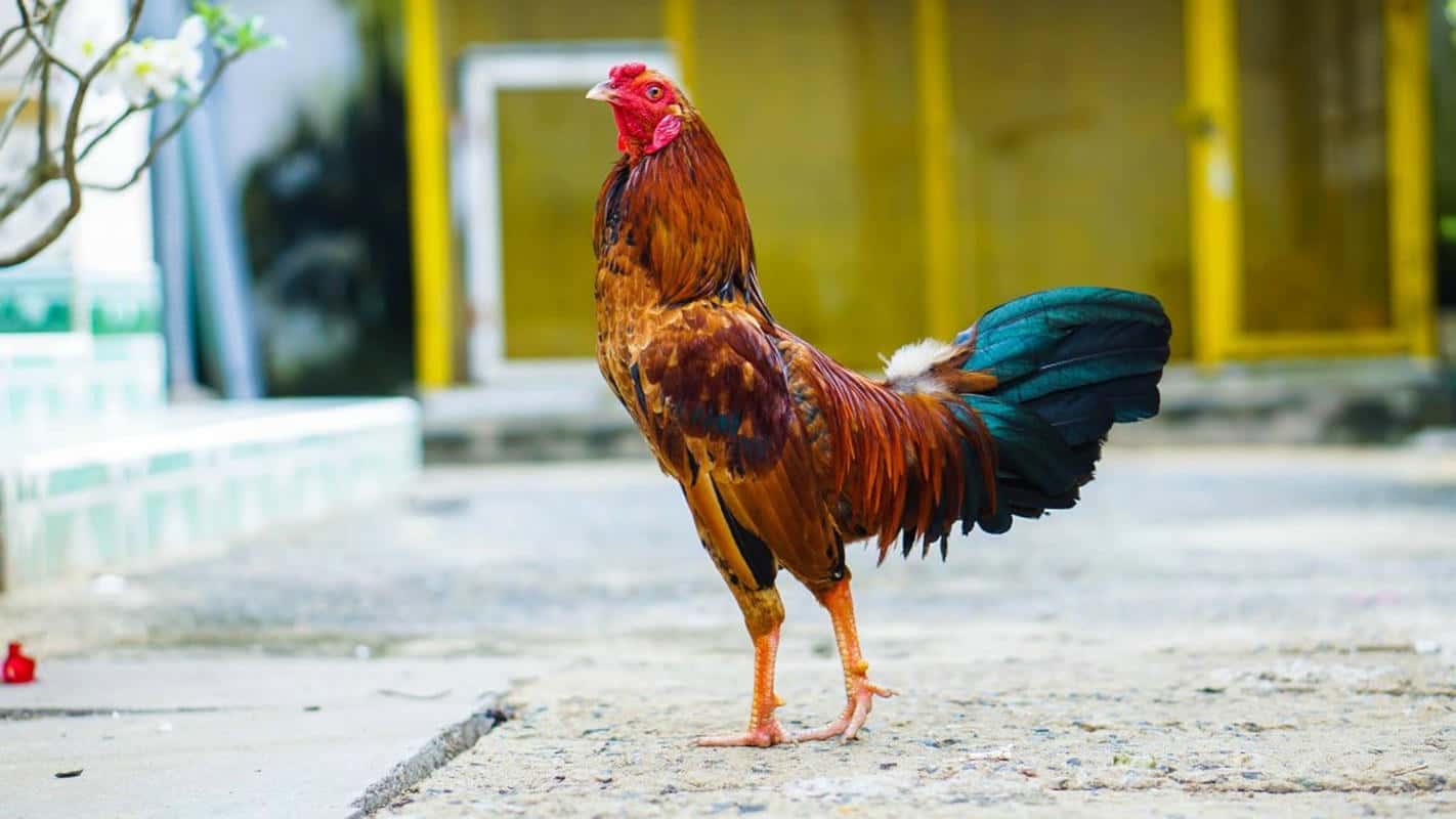 c&aacute;ch chăm s&oacute;c g&agrave; chọi v&agrave;o m&ugrave;a đ&ocirc;ng chuẩn nhất