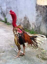 da-ga-xam-than-1.jpg