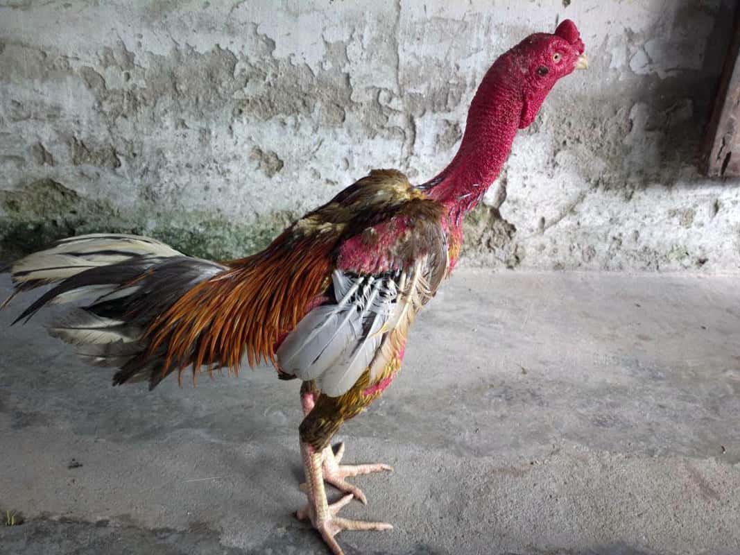 da-ga-xam-than-2.jpg
