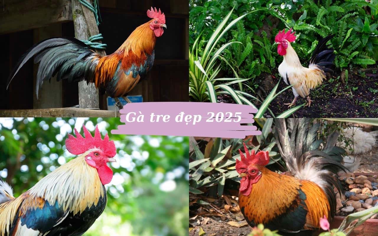 ga-tre-dep-2025.jpg