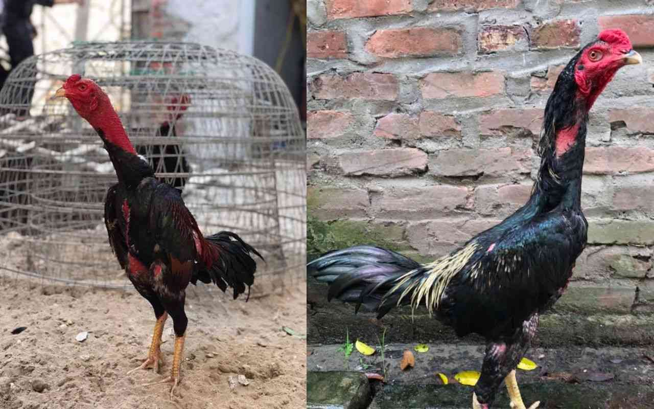 phong-benh-vao-mua-dong-cho-ga-da.jpg