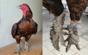 Bán gà mái vảy rồng thuần chủng: Giá và kinh nghiệm chọn mua