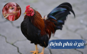 Cách chữa gà bị phù hiệu quả - Gà hết sưng sau vài ngày