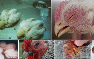 Các bệnh thường gặp ở gà: Chẩn đoán, điều trị và phòng ngừa toàn diện