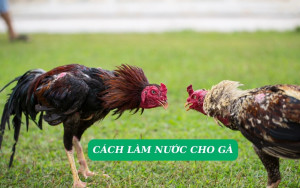Cách làm nước cho gà - Bí quyết giúp chiến kê đá sung mãn