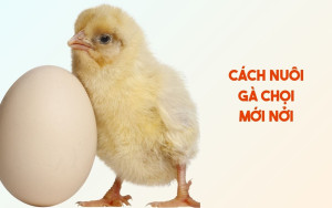 Cách nuôi gà chọi mới nở chuẩn - Chia sẻ kinh nghiệm thực tế