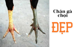 Chân gà chọi đẹp - Cách nhận biết thực tế
