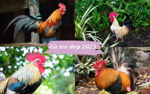 Top 5 giống gà tre đẹp và đá hay nhất hiện nay