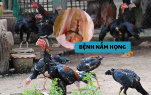 Bệnh nấm họng ở gà chọi - Nguyên nhân và cách điều trị