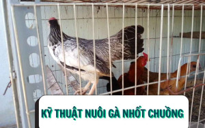 Kỹ thuật nuôi gà nhốt chuồng không bệnh, đá sung