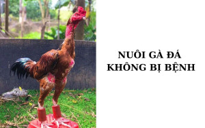 Cách nuôi gà đá không bệnh, có thể lực tốt và đá sung