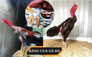 Hướng dẫn băng cựa gà đá đúng cách